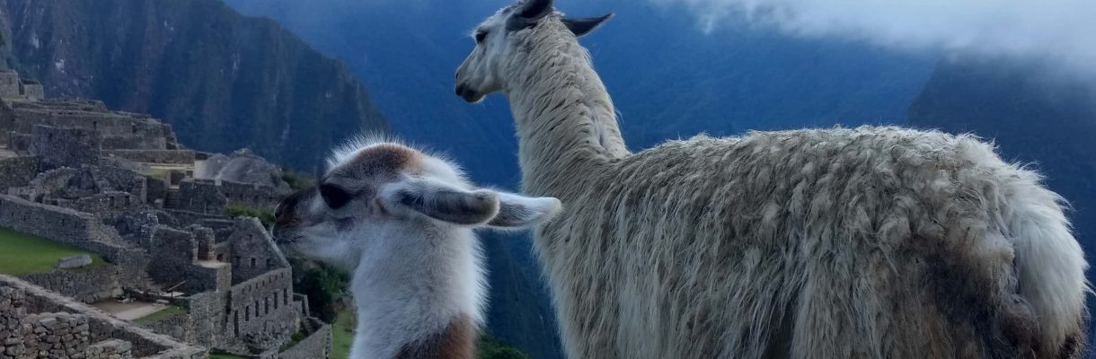 Happy llamas two llamas at machu picchu